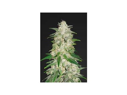 68112 silent seeds by sherbinskis polar gelato auto autoflowering feminized