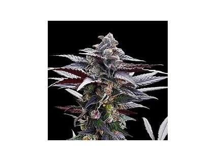 Silent Seeds by Sherbinskis, Pink Sunset Auto, autoflowering feminized (Balení 3 ks)