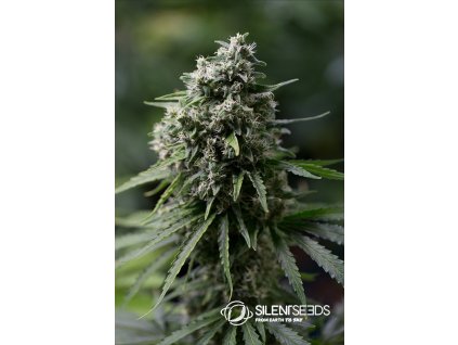 68190 silent seeds critical 2 0 feminized