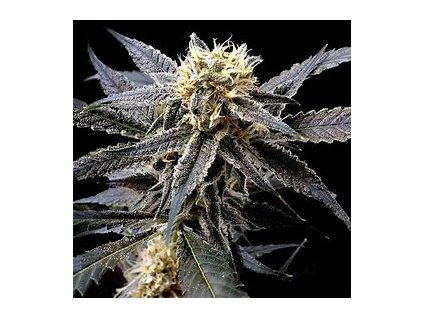 68193 dna genetics auto strawberry banana autoflowering feminized