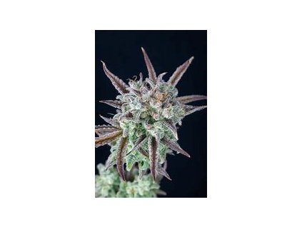 68196 dna genetics kosher pie feminized