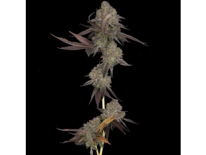 68199 dna genetics dna cake feminized