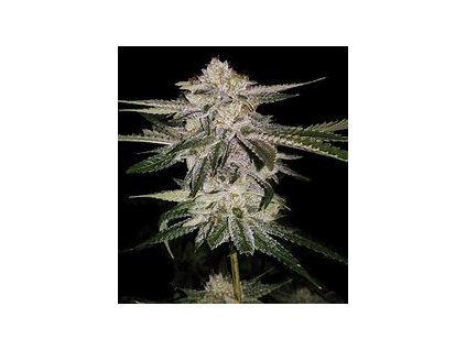68208 dna genetics miss dna feminized