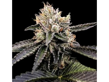 68253 dna genetics cataract cake feminized