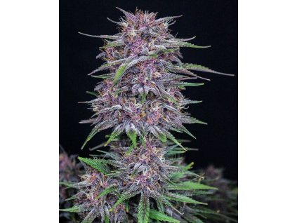 68259 darek fast buds banana purple punch zdarma