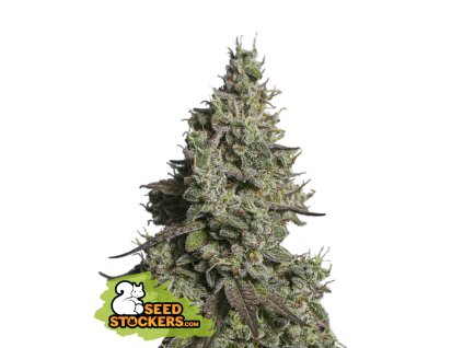 68268 seedstockers moby dick auto feminized autoflowering