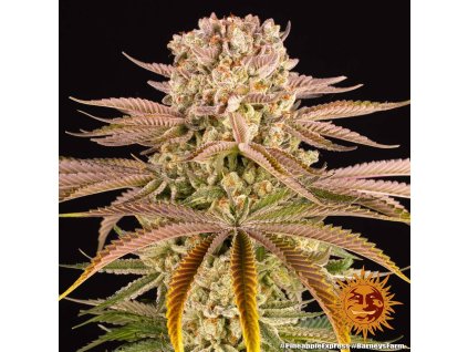 68280 barney s farm pineapple express feminized