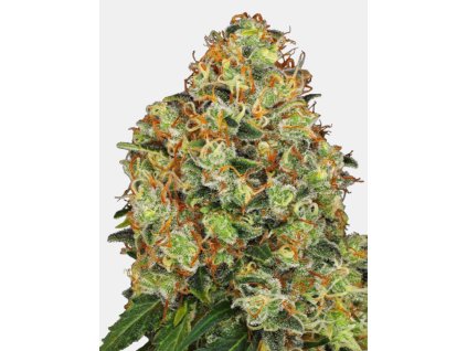68298 sensi seeds white label sweet tangerine tango auto feminized autoflowering