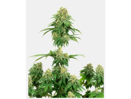 68316 sensi seeds white label girl scout cookies feminized