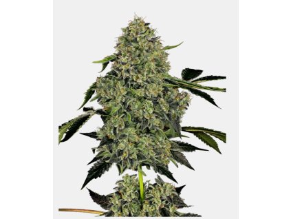 68331 sensi seeds white label og kush auto feminized autoflowering