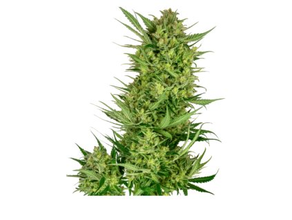 Sensi Seeds Buttercream Gelato, feminized (Balení 3ks)