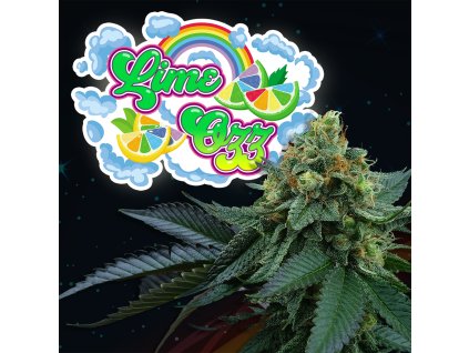 68379 perfect tree seeds lime ozz feminized