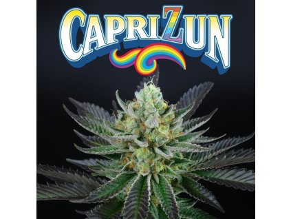 68382 perfect tree seeds capri zun feminized