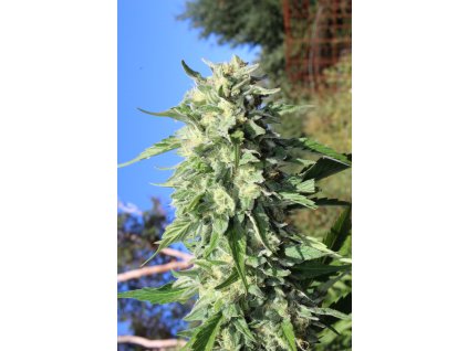 68415 humboldt seed company banana mango feminized