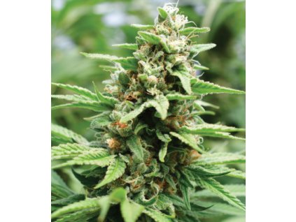 68427 humboldt seed company apricot papaya feminized