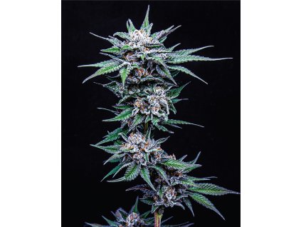 68442 humboldt seed company blueberry pancake feminized