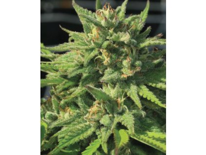 68448 humboldt seed company bigfoot glue feminized
