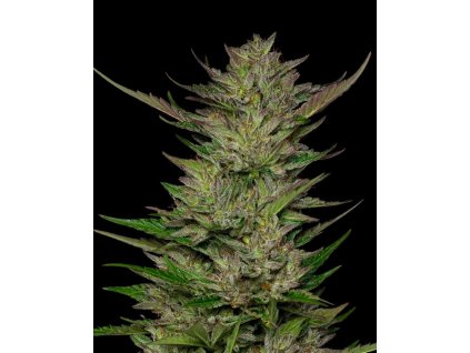 68454 humboldt seed company don carlos feminized