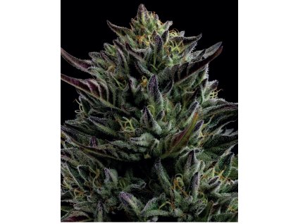 68460 humboldt seed company california octane feminized