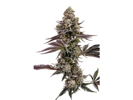 68475 humboldt seed company blueberry cupcake feminized