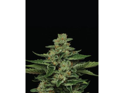 68484 humboldt seed company fortune cookie feminized