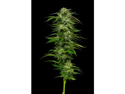68496 humboldt seed company dream queen feminized