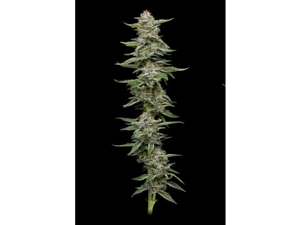 68508 humboldt seed company garlic budder feminized