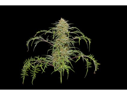 68520 humboldt seed company freakshow feminized