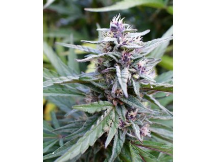 Humboldt Seed Company, Hi-biscus, feminized (Balení 3ks)