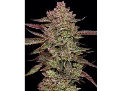 68532 humboldt seed company gazzurple feminized