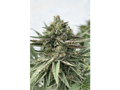 68559 humboldt seed company humboldt pound cake feminized