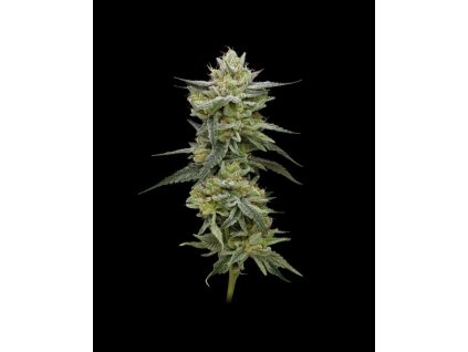 68562 humboldt seed company hella jelly feminized