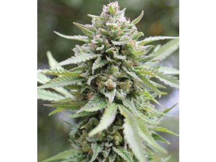 68580 humboldt seed company lemongrass feminized