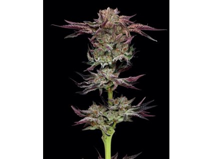 68589 humboldt seed company jelly donutz feminized