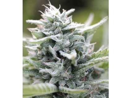 68616 humboldt seed company magic melon feminized