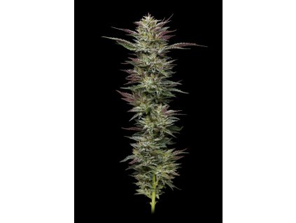 68628 humboldt seed company nutter budder feminized