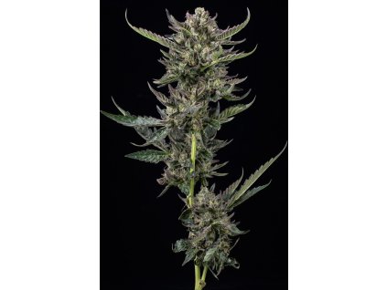 68634 humboldt seed company notorious thc feminized