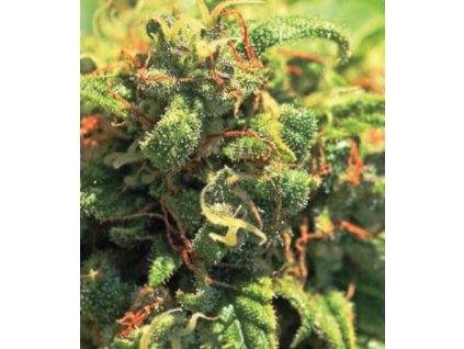 68640 humboldt seed company pineapple upside down cake feminized