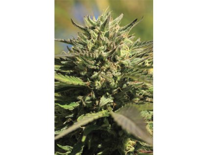 68658 humboldt seed company og kush feminized