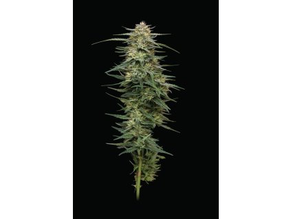 68661 humboldt seed company raspberry parfait feminized