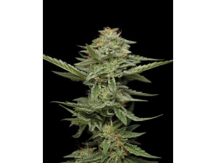 68670 humboldt seed company pistachio feminized