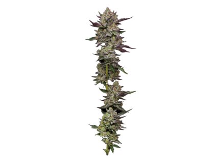 68682 humboldt seed company poddy mouth feminized