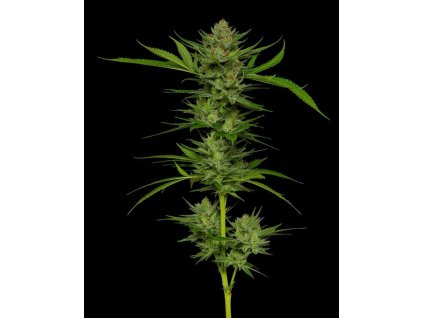 68697 humboldt seed company slightly stoopid fruits feminized
