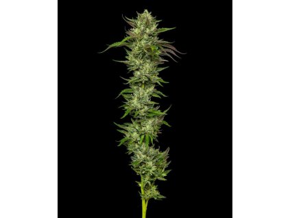 Humboldt Seed Company, Slightly Stoopid Collie Man Kush, feminized (Balení 10ks)