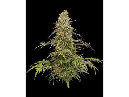 Humboldt Seed Company, Supafreak, feminized (Balení 5ks)