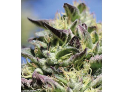 68739 humboldt seed company vanilla frosting feminized