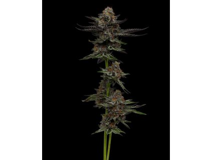 68745 humboldt seed company vanilla creme pie feminized