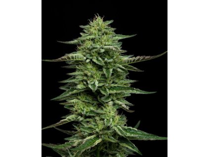68754 humboldt seed company the bling feminized