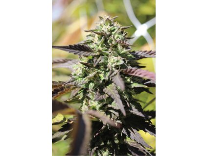 68763 humboldt seed company chunkadelic auto autoflowering feminized