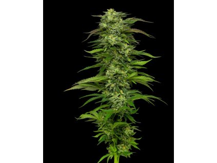 68799 humboldt seed company dream queen auto autoflowering feminized